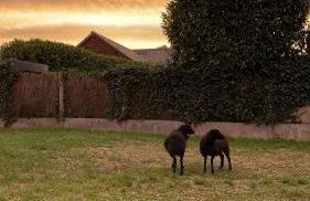 Gîte au cœur de la vallée de la Loire - Foto 15