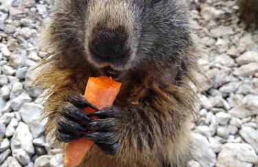 Appartamento Campitello House - Foto 26