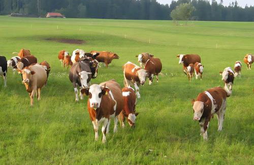 Haus Am Kaltenbach - Photo 10