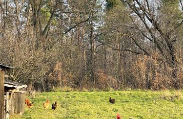 U Ewy pod Brzozami - Foto 40