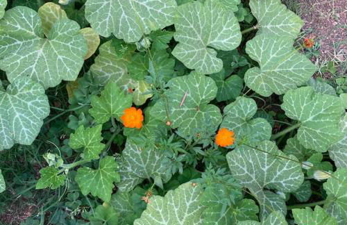 Casa Sisù-Appartamento immerso negli ulivi - Foto 19