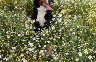 Gemütliche Ferienwohnung unterm Reetdach - Foto 27