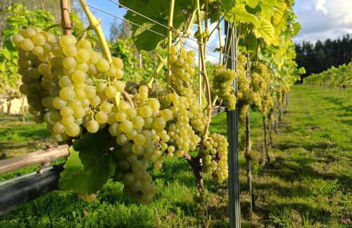 Winnica Sielskie Kresy - Foto 14