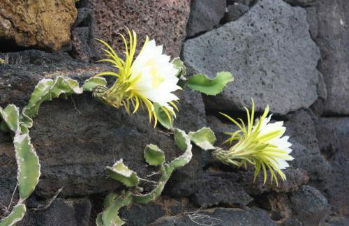 Casa Rural Finca Isabel - Foto 39