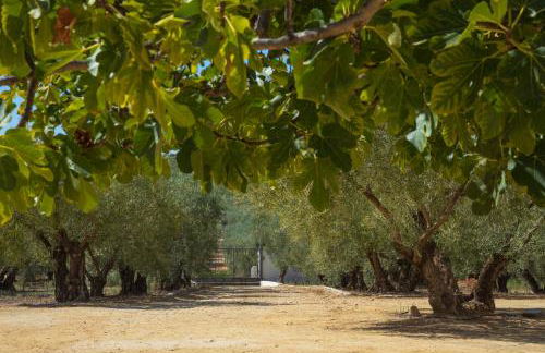 Finca Olivo Llorón - Foto 53