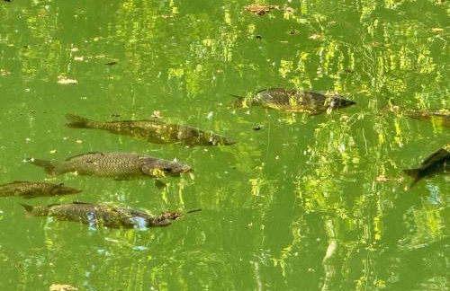 Sunridge Fishing Lodge with Hot Tub & Giant Cinema - Foto 67