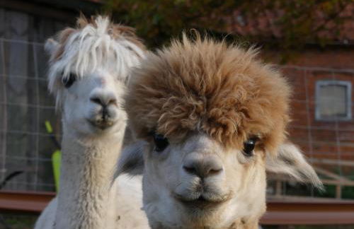 Alpaka-Lodge - Photo 53