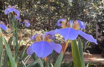 Casa Francesa da Mata com Piscina no Retiro do Chalé Inhotim - Foto 78