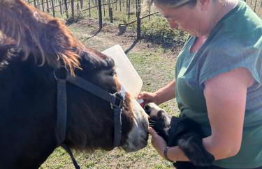 Casa dos Macieis - Entire Main House, Entire Guesthouse or Separate Wing of Main House - Camino Santiago direct access & Optional Agritourism - Foto 25