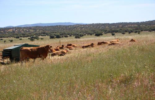 Monte Da Azarujinha - Foto 17