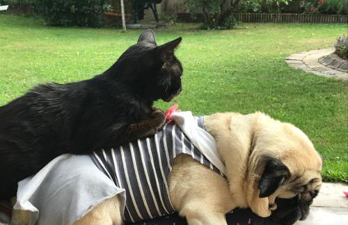 Rose Garden Studio - Foto 29