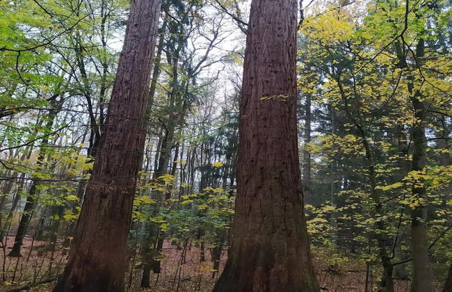 Chalet in Wendorf - Foto 21