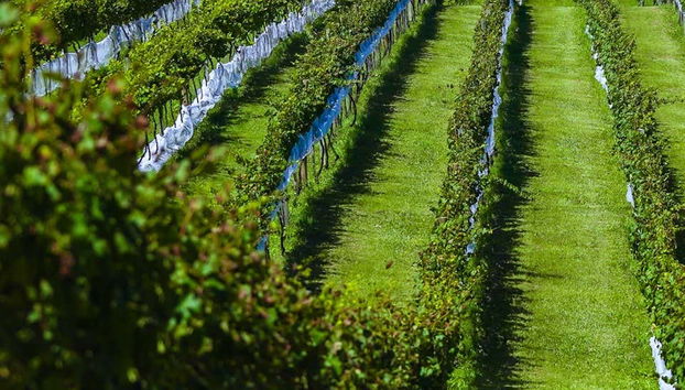 Excursão à Vinícola Araucária - Foto 2