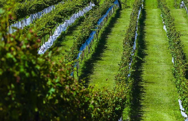 Visita alla cantina Vinícola Araucária - Foto 2