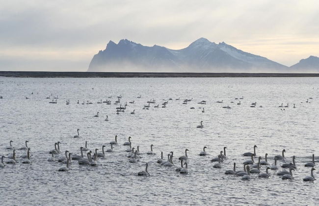 Stafafell Cottages - Foto 14