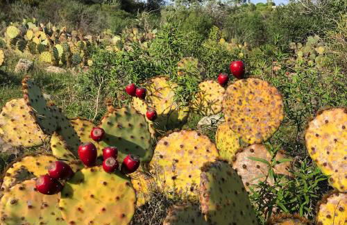 La Calade 1 bedroom Studio - Biot Village - Foto 36