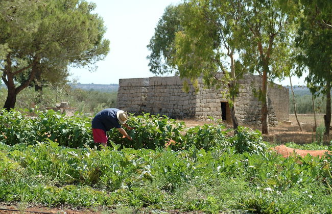 BioMasseria Santa Lucia - Photo 57