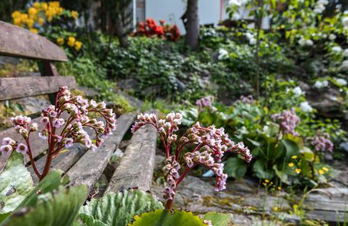Jaworowy Stok z widokiem na góry i ogrodem - Foto 17