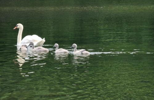 Martha - Ferienhaus, 3 Schlafzimmer, 2 bis 6 Personen, S-Bahn nach Berlin, Strausseenähe, ruhige Lage - Foto 28