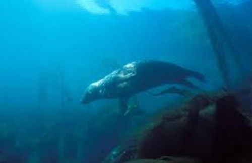 Gîte entre Mer et Abers - Foto 32