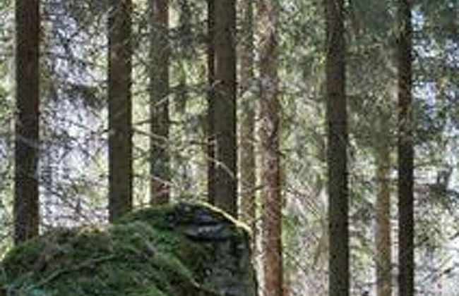 Metsäpirtti - Foto 23