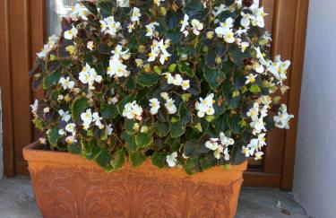 Guesthouse Papagiannopoulou - Foto 16