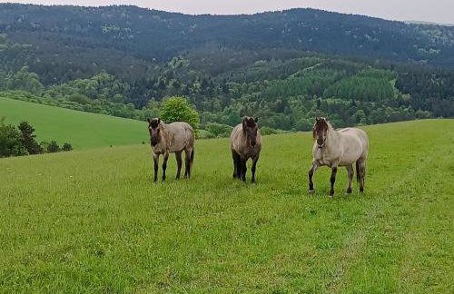 Dębowy Zakątek - Foto 30