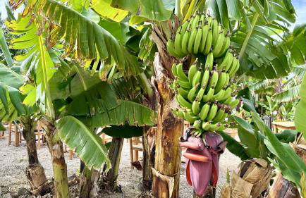 Lykke Suite Spa Piscina y Jardín by Deihu Experiences - Foto 22