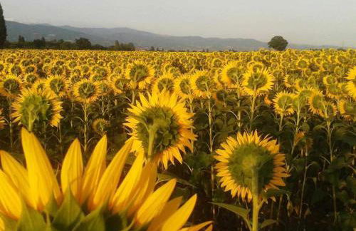 Appartamenti con cucina nelle colline toscane - Foto 51