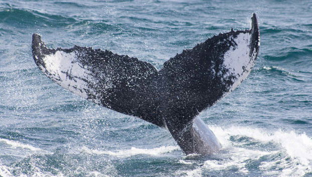 Spot these creatures in their natural habitat