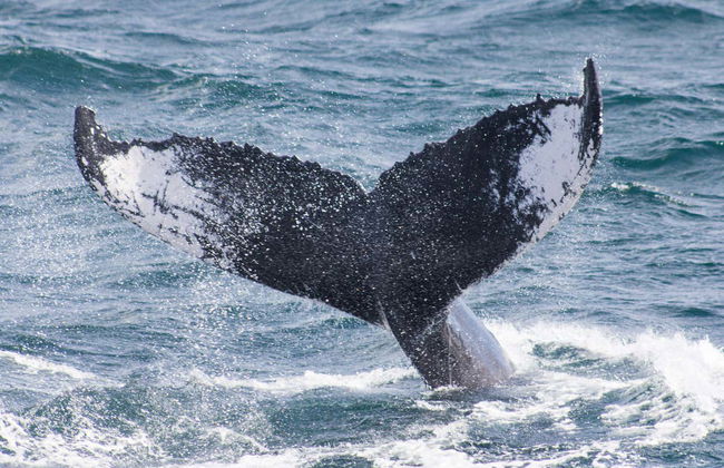 Whale Watching + Cayo Levantado Day Trip - Photo 4