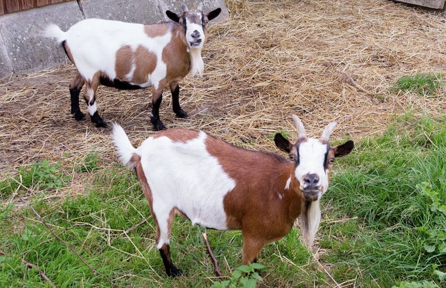 Magnificent Character Cottage with Spa Tub near Marche-en-Famenne - Photo 30