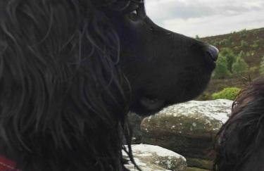 Springhill Studio, Brimham Rocks Yorkshire Dales - Photo 28