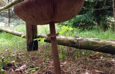 Sosnowy Zakatek - Foto 49