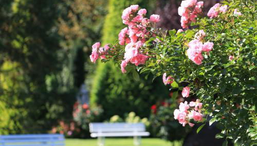 Baumanns Landhaus Durbach - Foto 4, Garden, Garden view