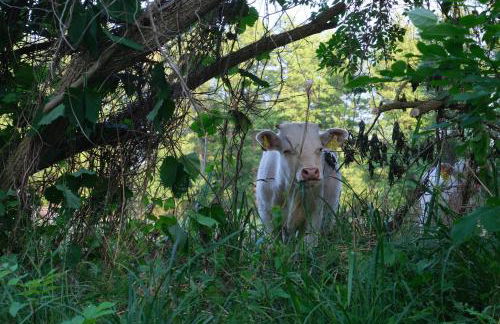 HOFSTELLE No. 133 - Photo 33