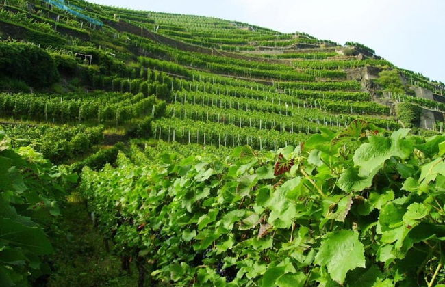 Apartment With Animal zoo and sun Terrace - Foto 34