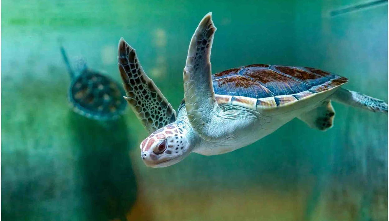 Oman Aquarium Tickets - Foto 1