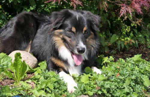 Ferienwohnung Taubenschlag - Foto 19