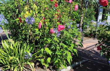 CÔTE BASQUE - Foto 16