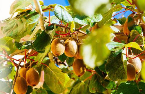 Agriturismo La Coccinella - Foto 47