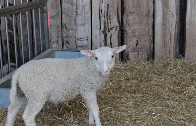 Agriturismo Fratelli Angelucci - Foto 17