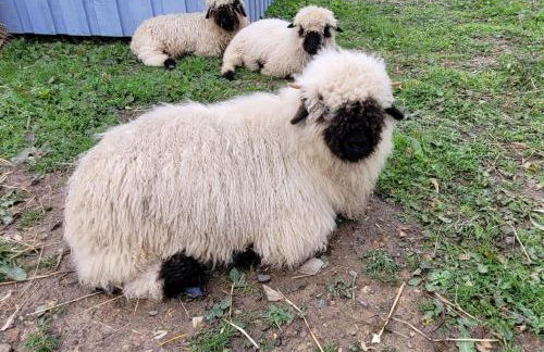 Cater Tober Haven - Photo 27