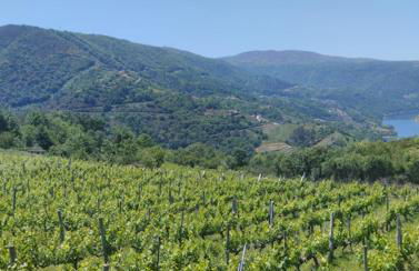 O Recuncho da Isa - Ribeira Sacra - Foto 38