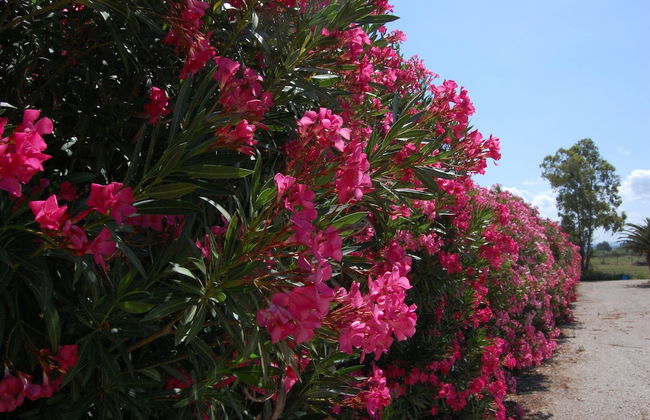 Agriturismo I Vigneti - Foto 38