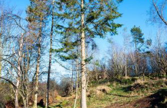 Craignair - Photo 30