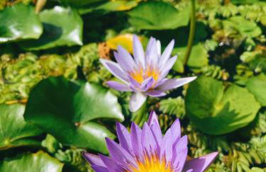 The Artist's Farm - Foto 78