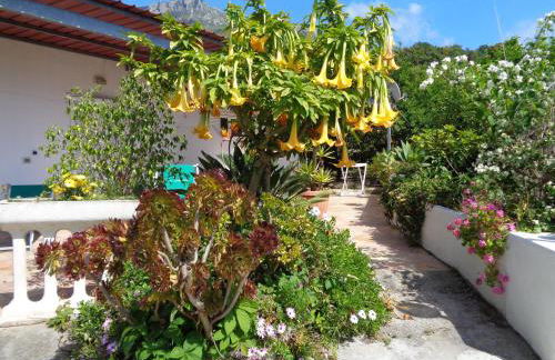 Residence Limoneto Ischia - Foto 23