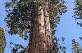 Peaceful Pines Place, a cozy mountain hideaway wAC - Foto 55