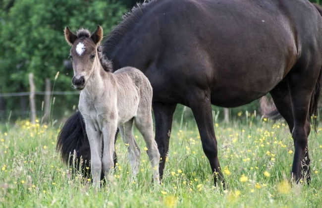 Apartment at the Icelandic Horse Farm - Photo 12